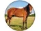 Animal Quiz — 무료 온라인 게임