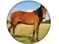Animal Quiz — 무료 온라인 게임
